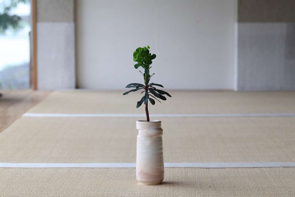 一輪生 輪違い 燔師